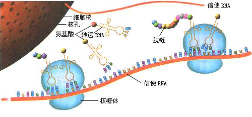 肽链合成